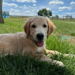 European Golden Retriever Puppy Genetic Tested