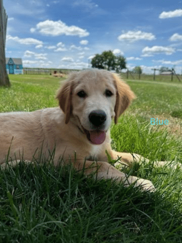 European Golden Retriever Puppy Genetic Tested