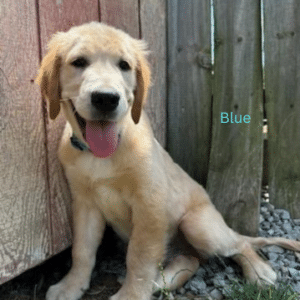 golden retriever puppy blue leaning against fence