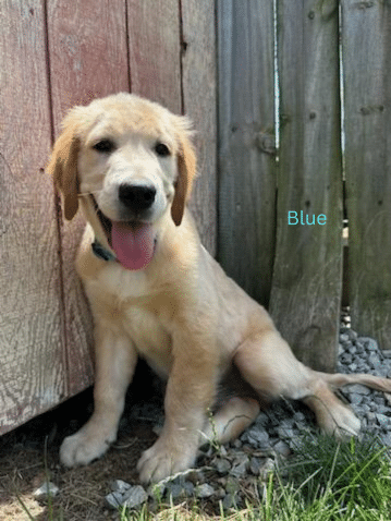 golden retriever puppy blue leaning against fence