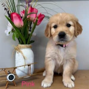 pink golden retriever puppy sitting on table