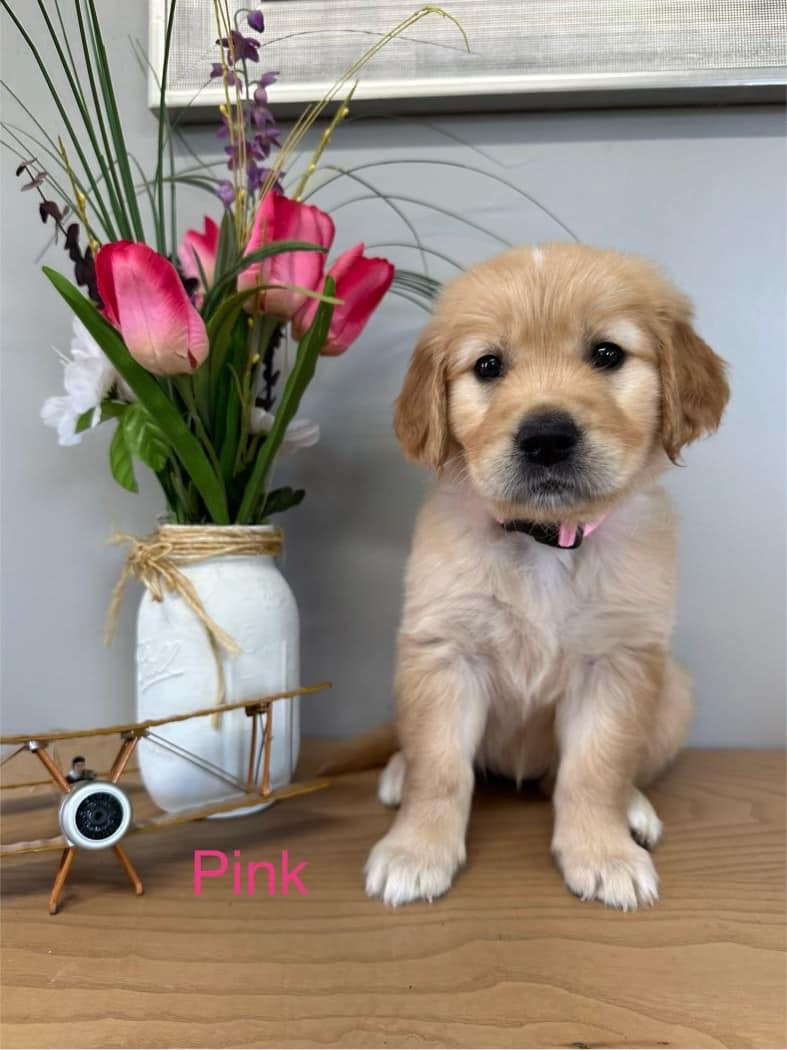 pink golden retriever puppy sitting on table