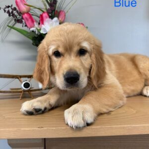 Blue Golden Retriever Pup