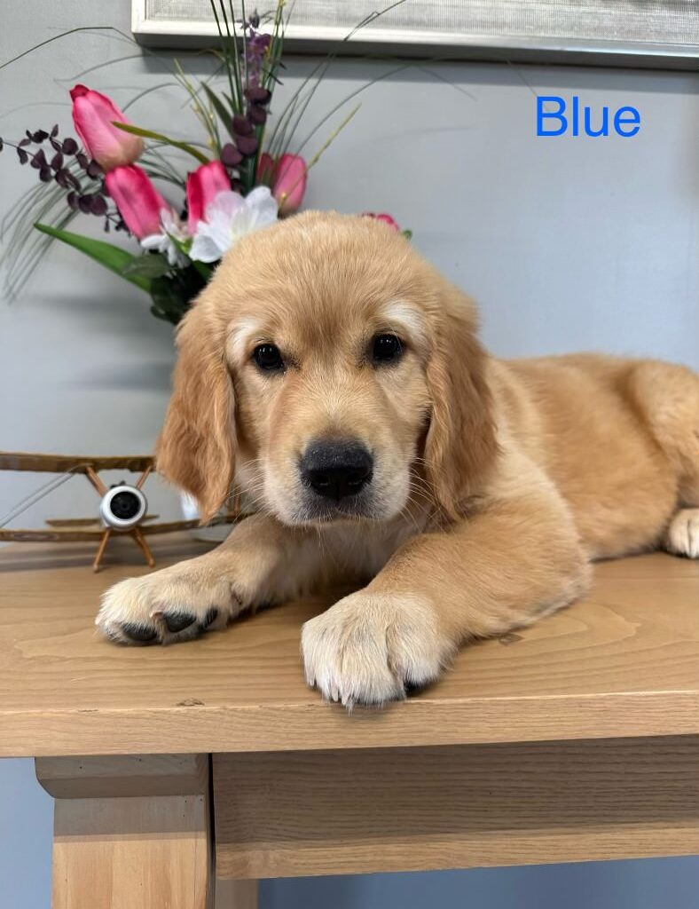 Blue Golden Retriever Pup