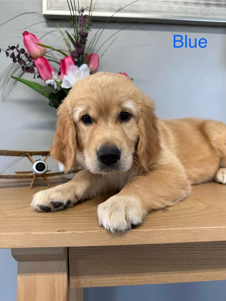 Blue Golden Retriever Pup