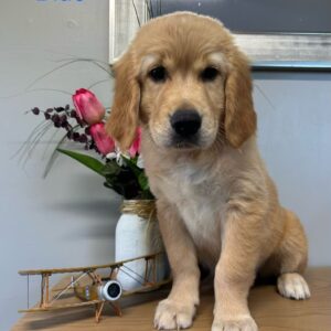 golden retriever puppy standing on table