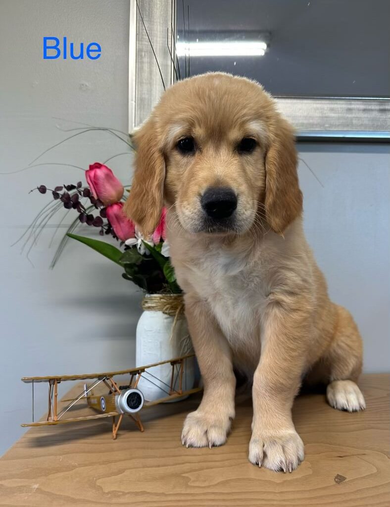 golden retriever puppy standing on table