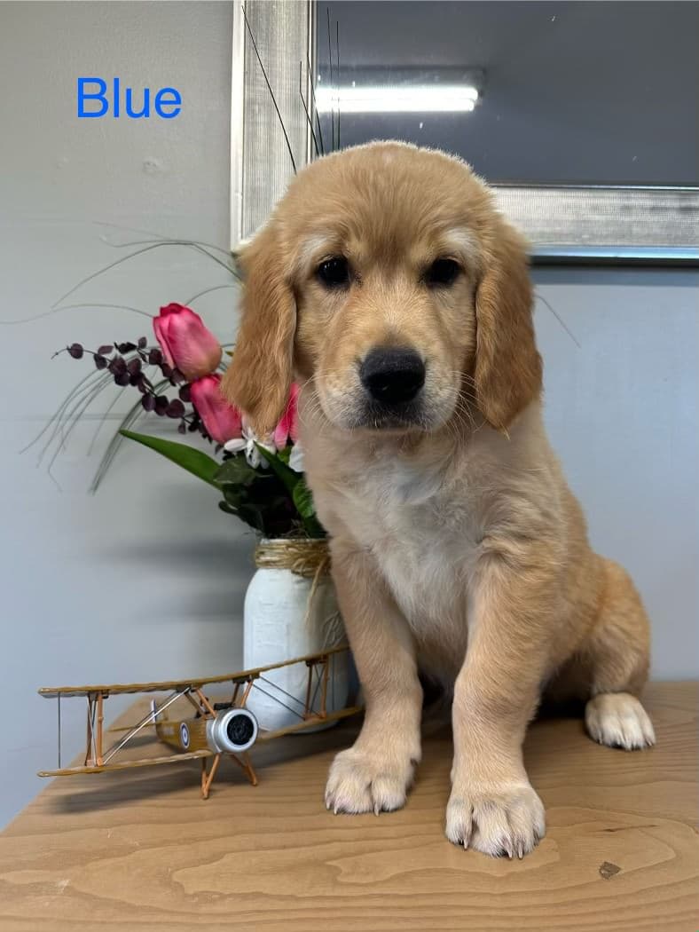 golden retriever puppy standing on table