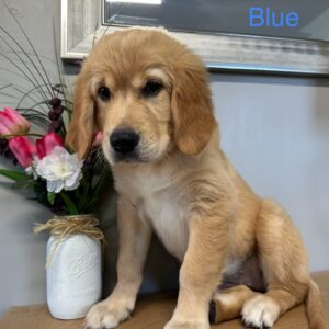 Blue Golden Puppy