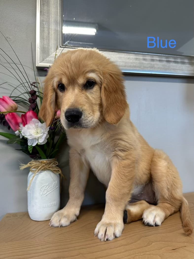 Blue Golden Puppy