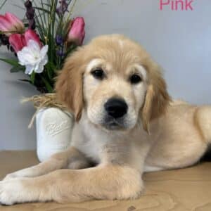 Pink Golden Puppy