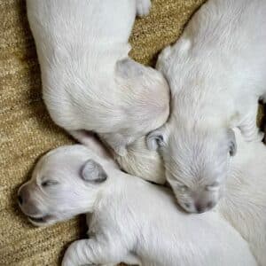 newborn golden retriever puppies sleeping next to each other