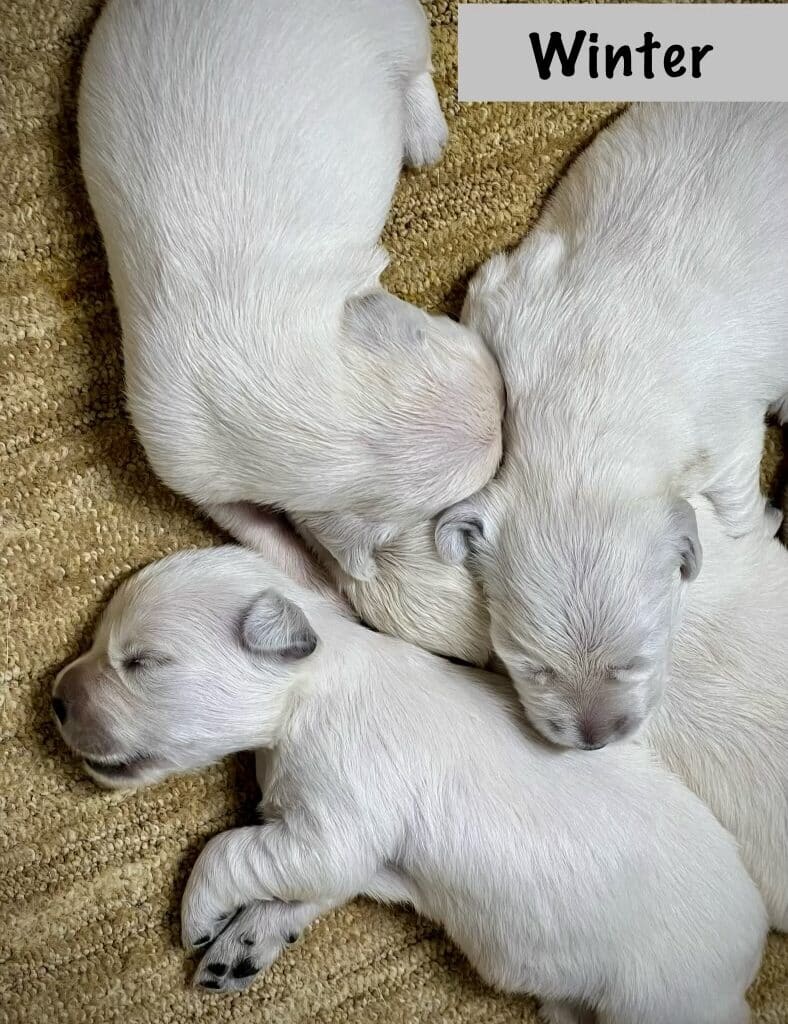 newborn golden retriever puppies sleeping next to each other