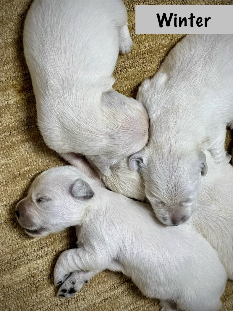 newborn golden retriever puppies sleeping next to each other