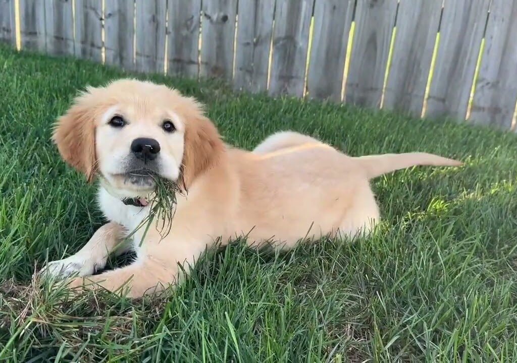 golden retriever puppy eating grass