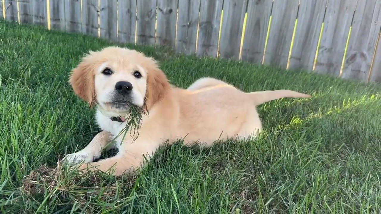 golden retriever puppy eating grass