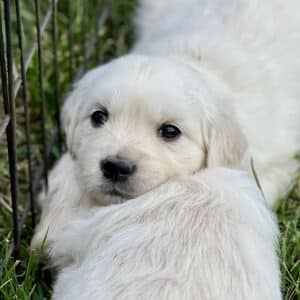 two english cream golden retriever puppies laying on each other