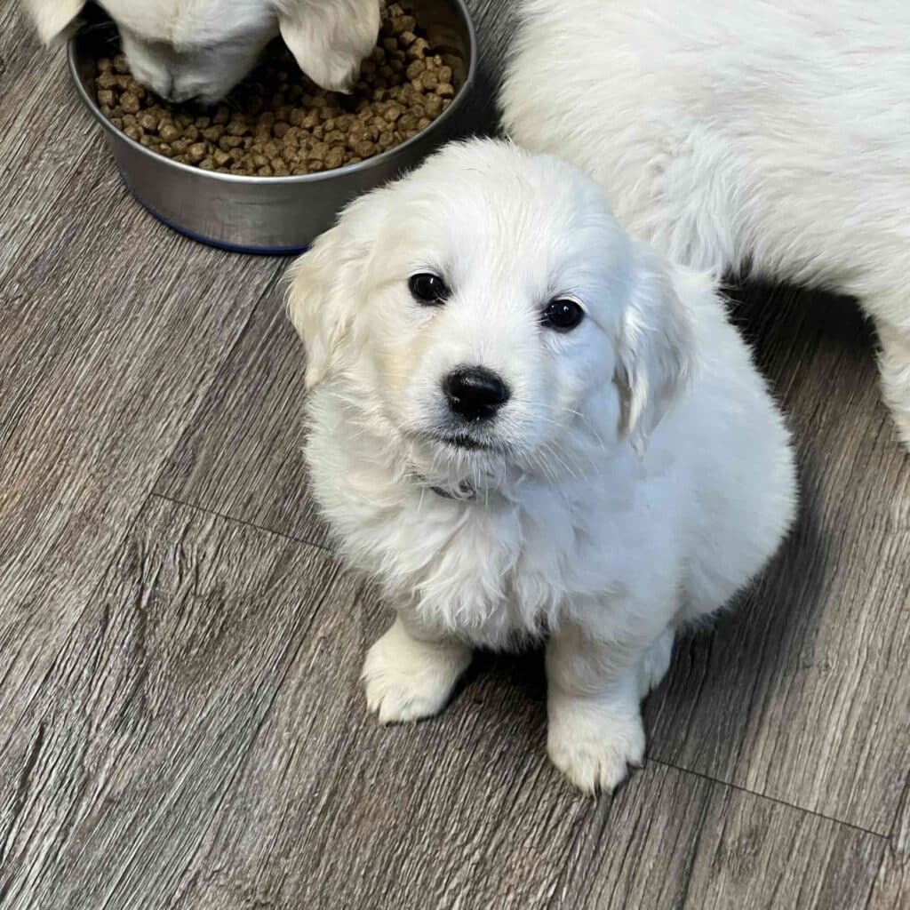english cream golden puppy looking at camera with another eating in the background