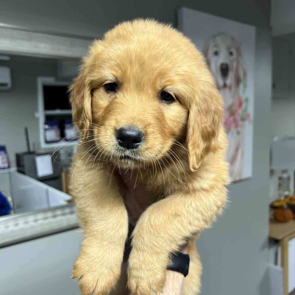dark golden retriever puppy being held up