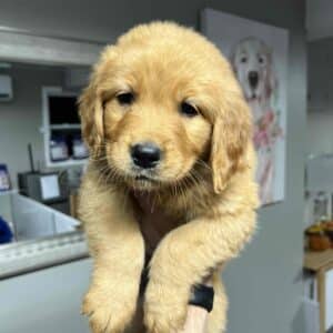 dark golden retriever puppy being held up