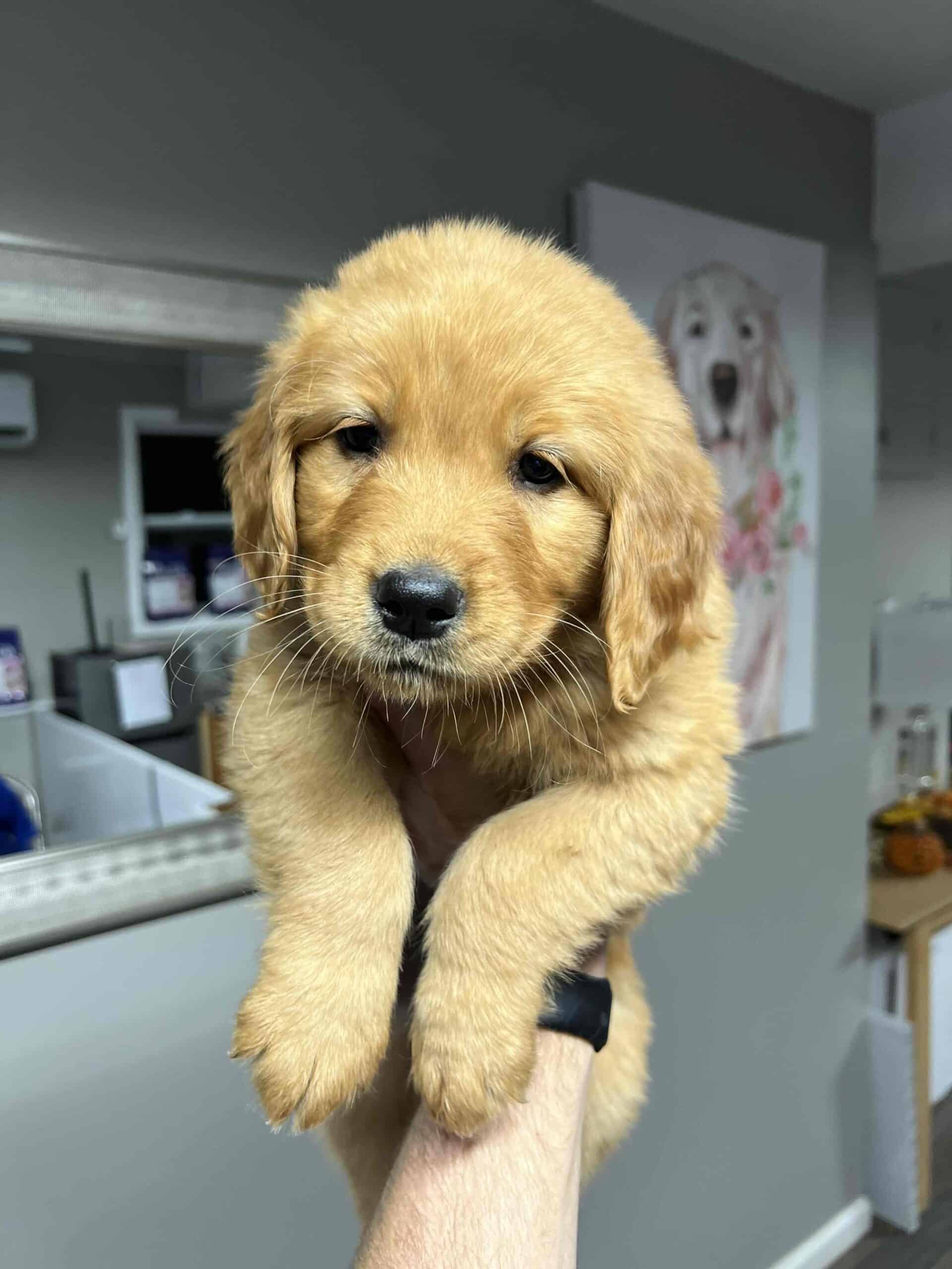 dark golden retriever puppy being held up