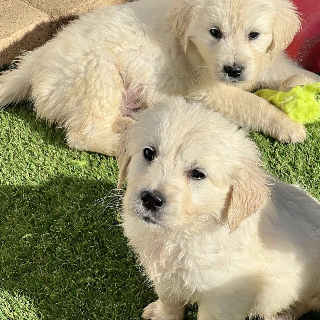 two english cream golden retriever puppies laying on the turf