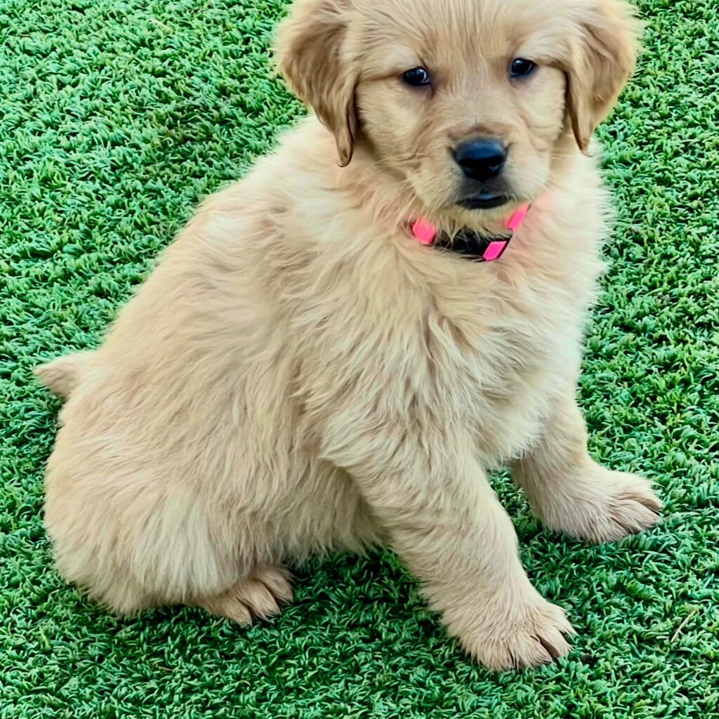 Golden Retriever puppy with Orange Collar