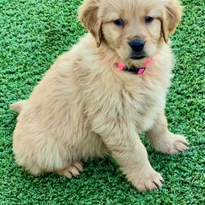 Golden Retriever puppy with Orange Collar