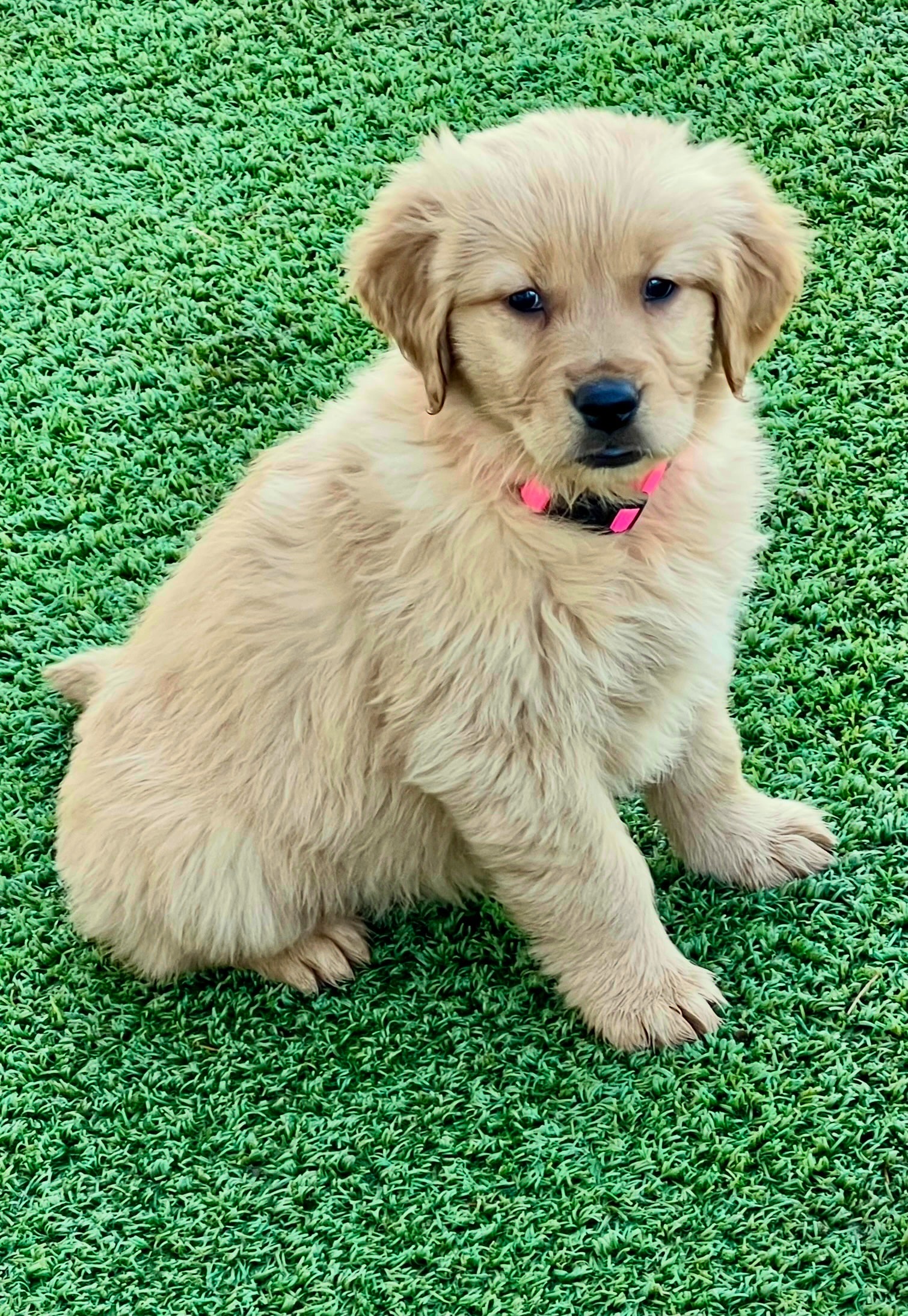 Golden Retriever puppy with Orange Collar