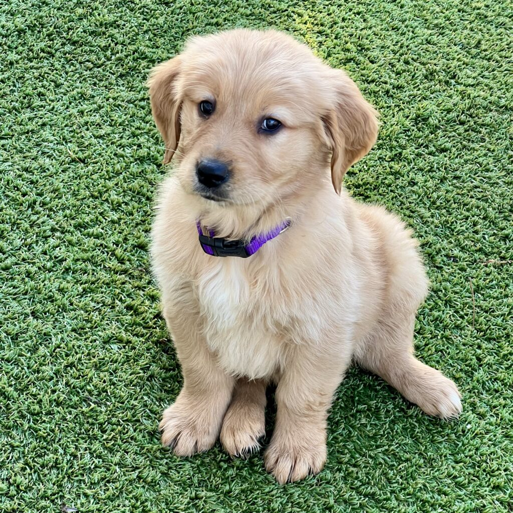 Golden Retriever puppy with purple collar