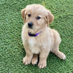 Golden Retriever puppy with purple collar