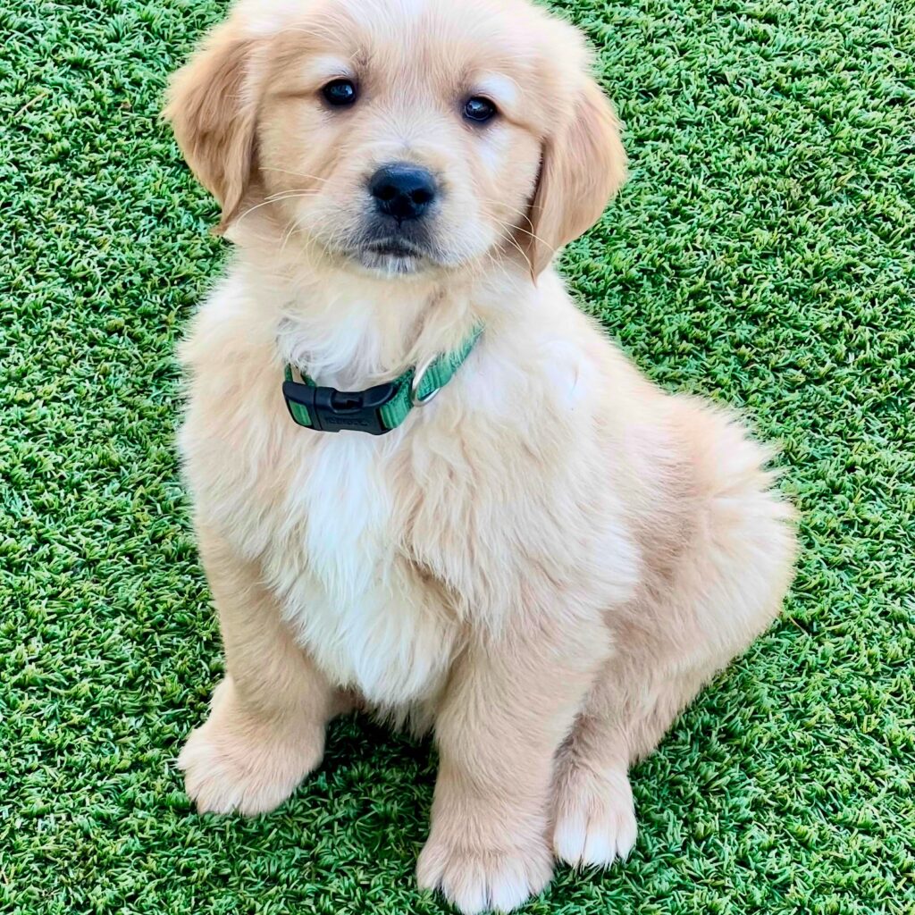 Golden Retriever puppy with Green Collar