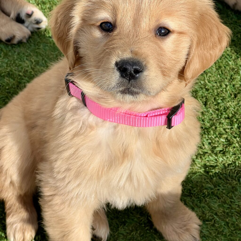 golden retriever puppy with pink collar