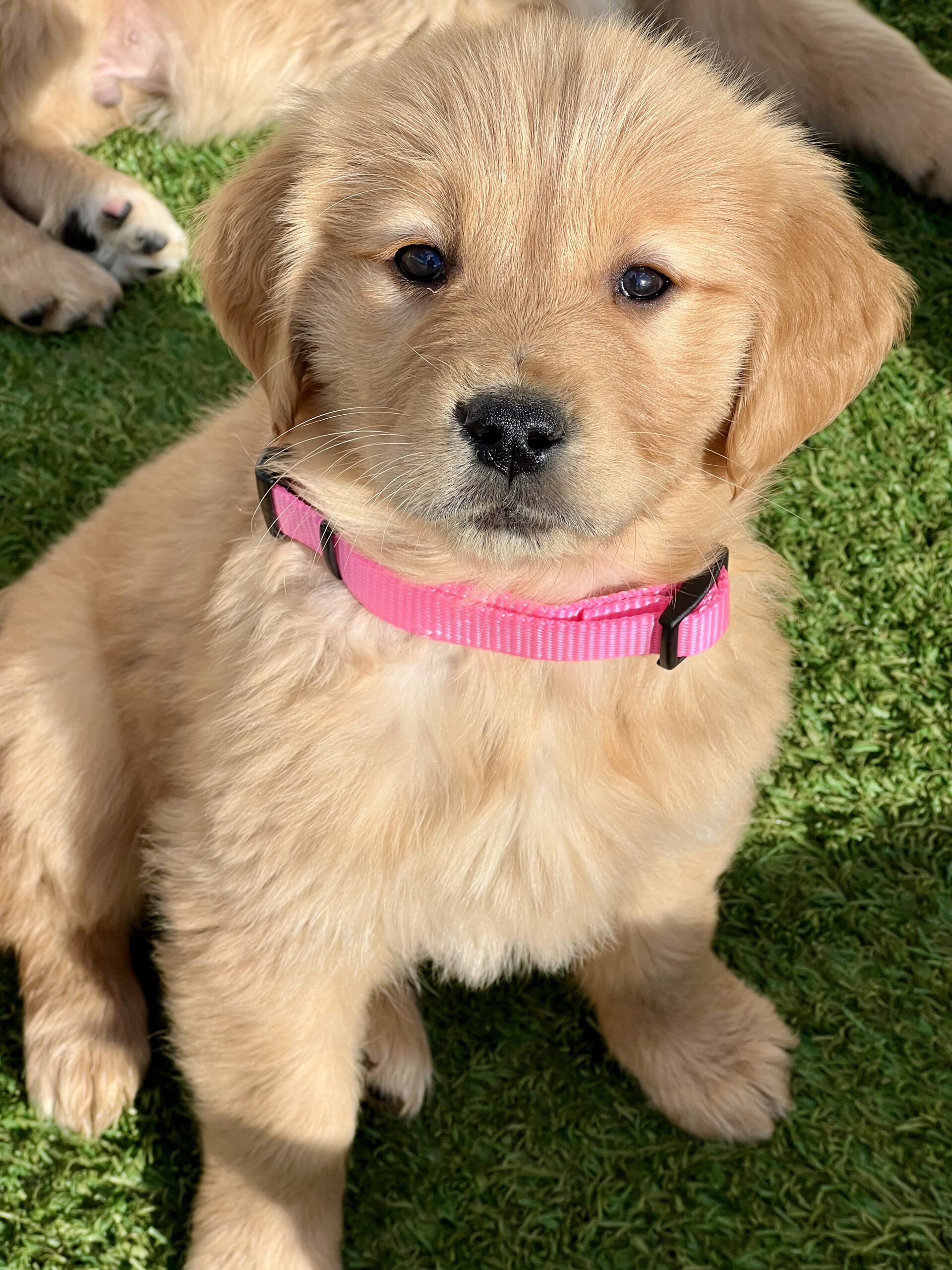 golden retriever puppy with pink collar