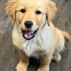 a dog sitting on a wood floor