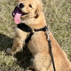 European Golden Retriever Puppy Harness