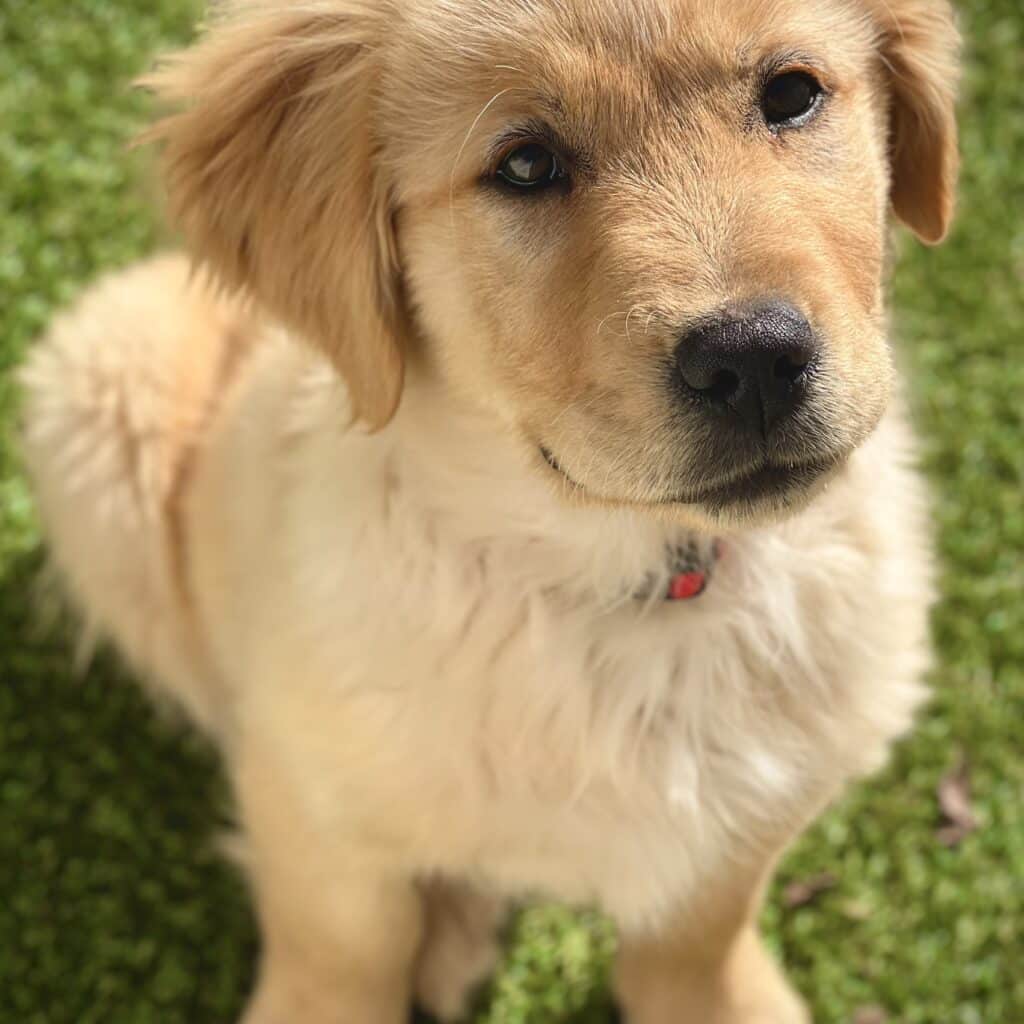 European Puppy