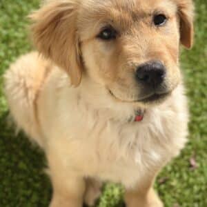 European Puppy
