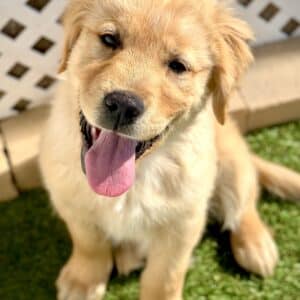 a dog sitting on grass