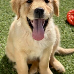 a dog with its tongue out