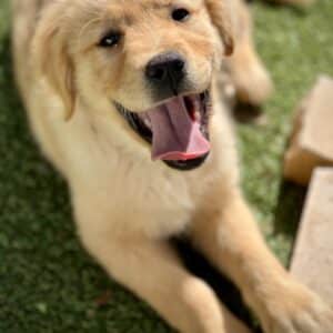 Happy European Golden Retriever Puppy