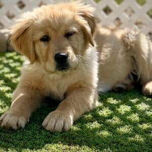 Golden Retriever Puppy Laying Down
