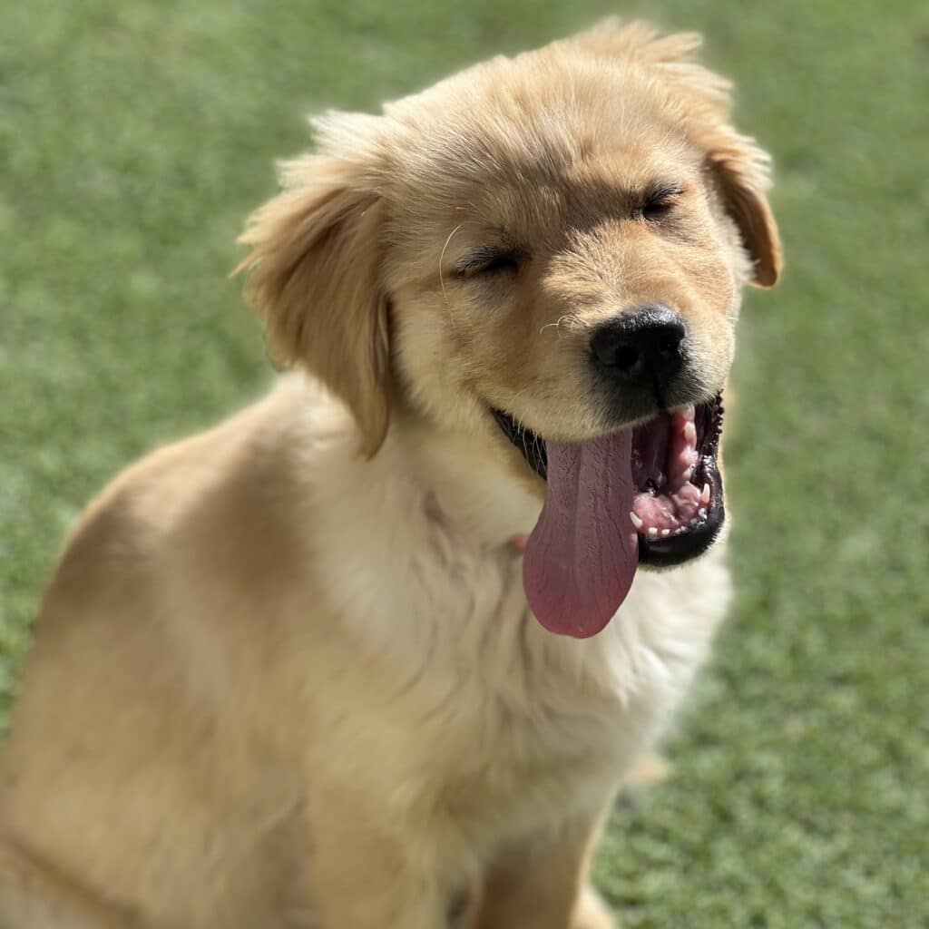 a golden retriever puppy with its tongue out