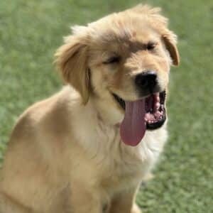 a golden retriever puppy with its tongue out