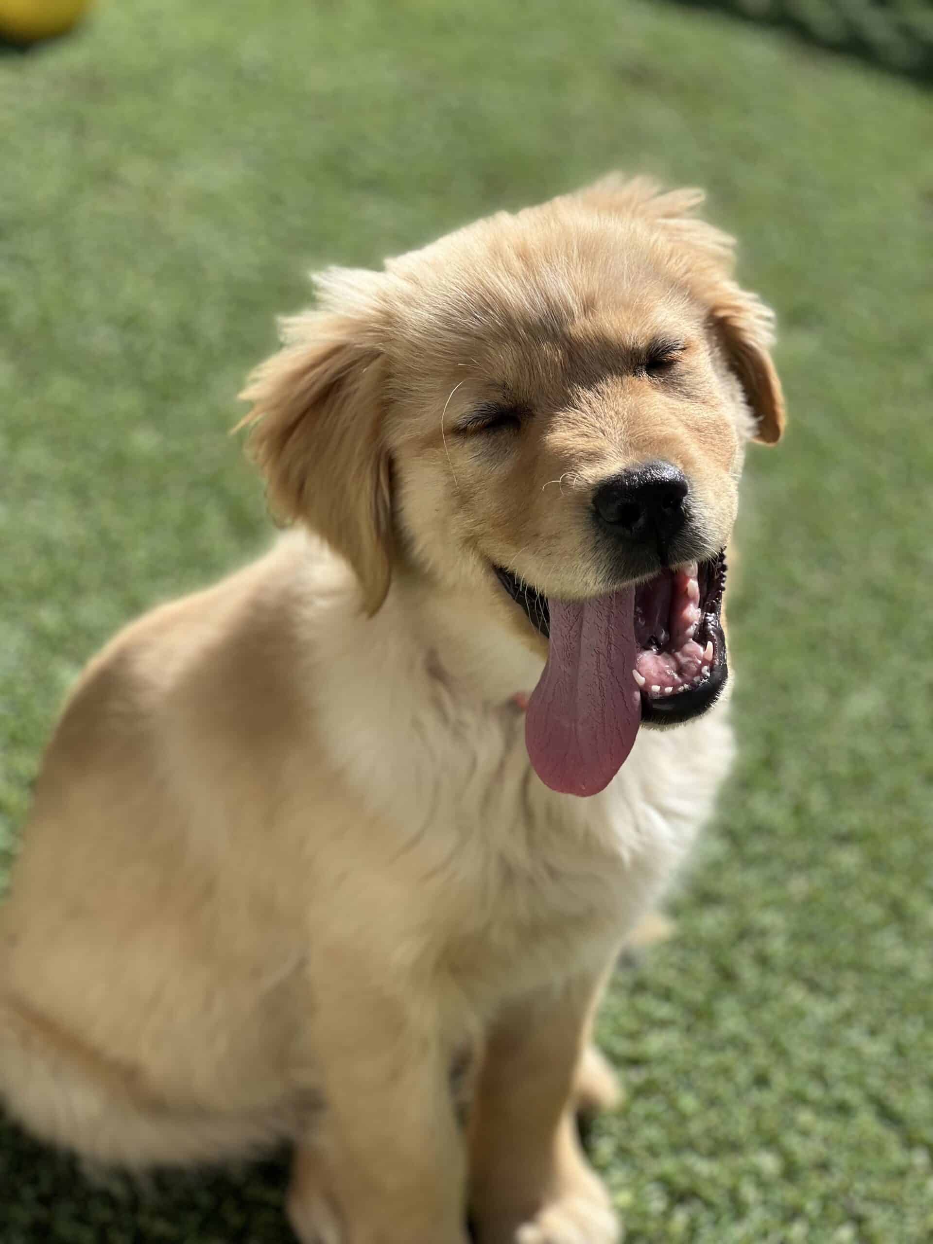 a golden retriever puppy with its tongue out