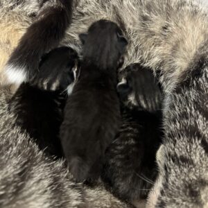 Some Kittens Eating