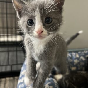 a cat standing on its hind legs