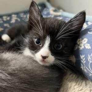 Peering Tabby Kitten Black