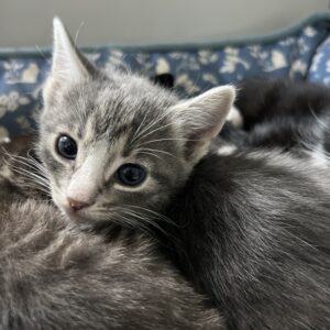 Peering Tabby Kitten