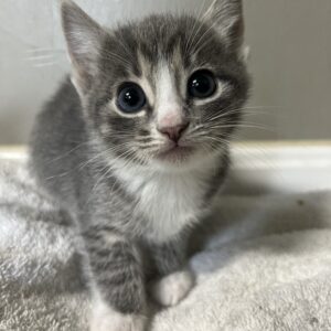 Tabby Kitten Grey